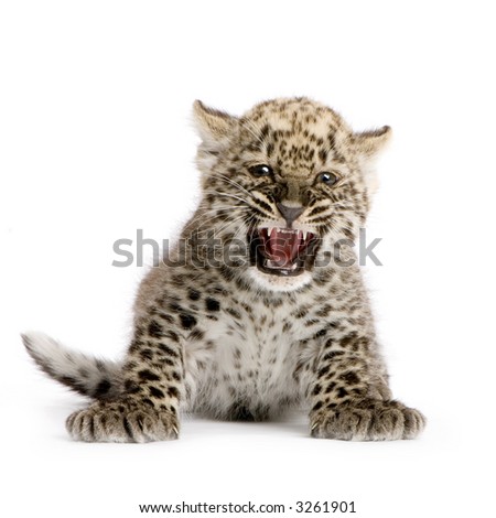 leopard Cub (2 months) in front of a white background.