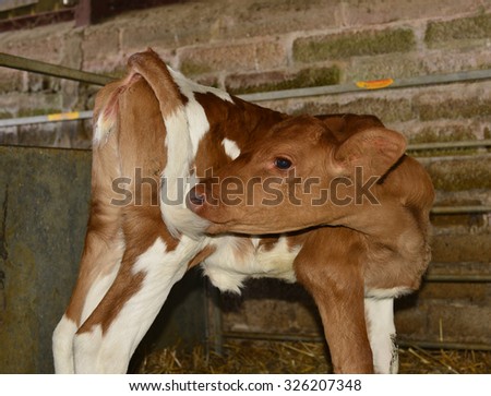 Young cow eating its tail in a barn 