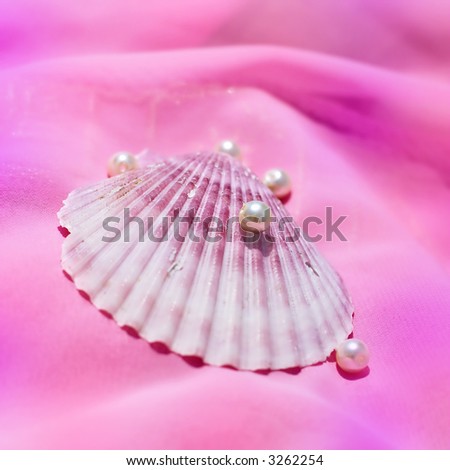 pink mussel