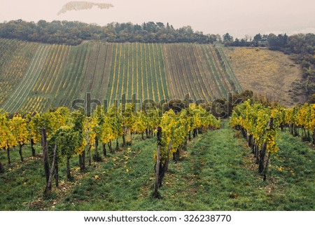 Vineyards with multi coloured leaves during the autumn. Rolling hills can be seen in the distance.