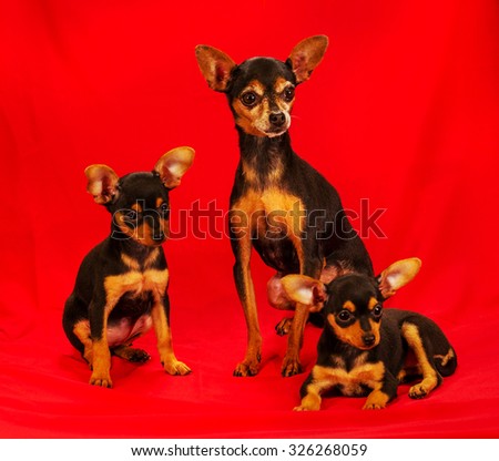 toy manchester terrier in studio on a red background. Charming with a beautiful pedigree dog hair on the dog show. With selective focus