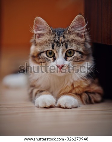 Portrait of a domestic multi-colored kitten sits on a floor.