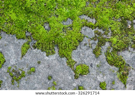 Moss on old wall.