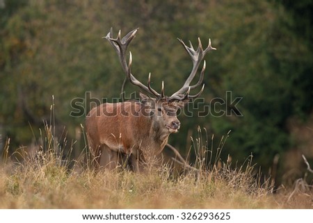Red deer, cervus elaphus
