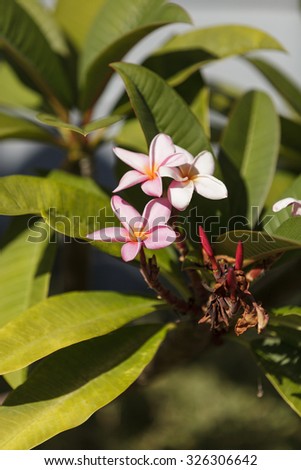 Hawaiian pink plumeria hybrid, frangipani blooms in summer in Hawaii