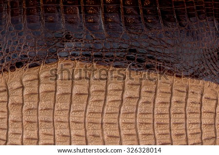 crocodile leather texture closeup background