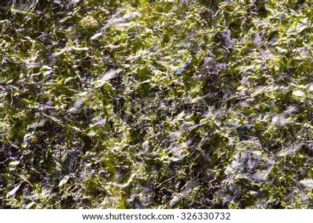 The algae background texture