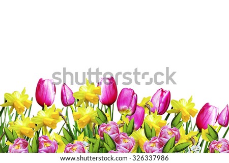 Pink and yellow flowers tulips and daffodils