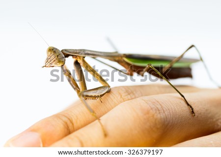 green praying mantis on flower / Mantis religiosa