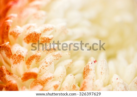 White with red chrysanthemum close-up , floral abstract background. Autumn flower. Very shallow DOF.