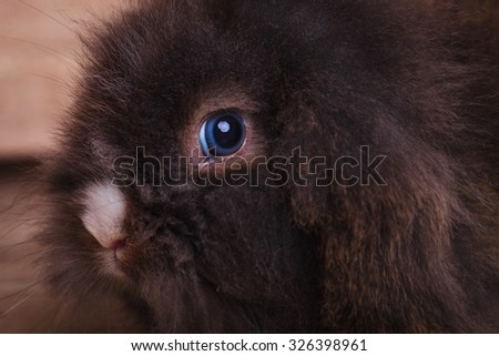 Close up picture of a cute lion head rabbit bunny looking at the camera.