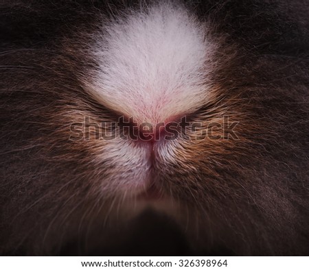 Close up picture of a lion head rabbit bunny nose.
