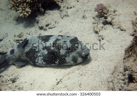 Starry Pufferfish lies on sandy seabed