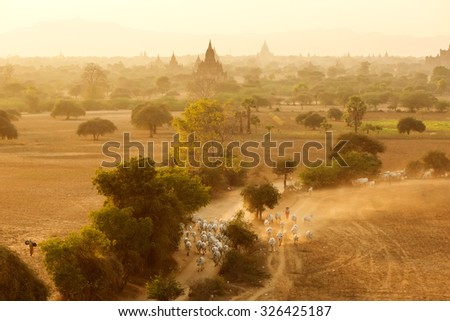 Burmese herder leads cattle herd through sunset landscape with ancient Buddhist pagodas at Bagan. Myanmar 