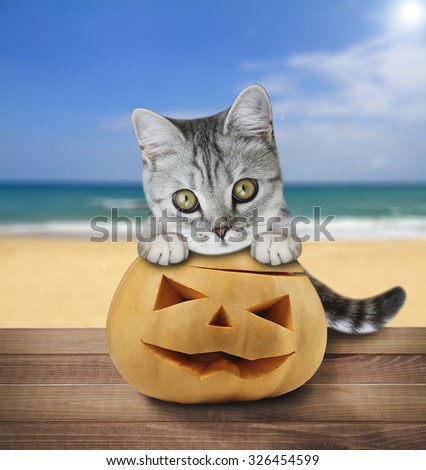 cat holding pumpkin