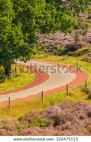 Blooming heathland with road at the Veluwe national park in The Netherlands