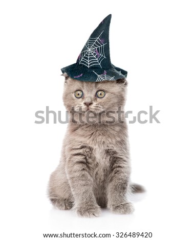 kitten with hat for halloween. isolated on white background
