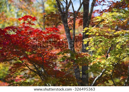 Autumn forest in Nagano, Japan.