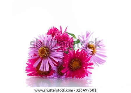 bouquet of red chrysanthemums on a white background