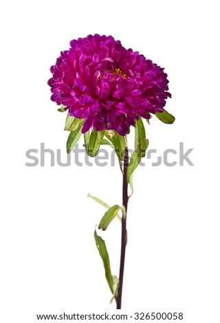 flowers are isolated on a white background