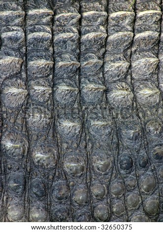 Nearly picture from the leather of the crocodile
