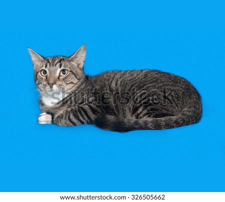 Striped and white kitten sitting on blue background