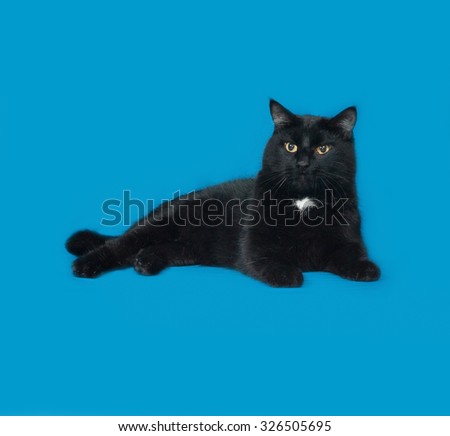 Black and white cat lying on blue background