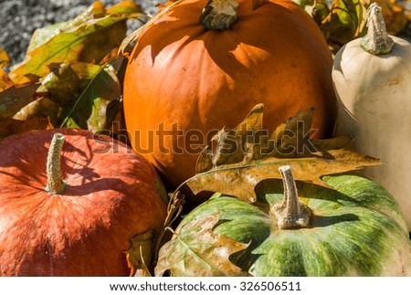 Various pumpkin with autumn leaves on the stone surface. Above view