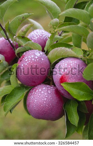 Dew covered apples ripen on the tree in a New England orchard, isolated
