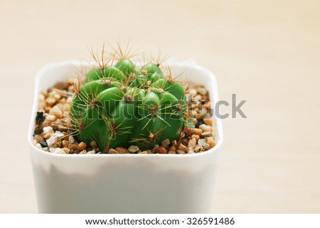 Closeup cactus  with space in pot on wooden table.