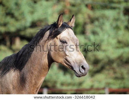 Portrait of young dun horse on a background the forest 