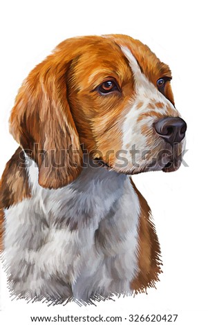 Drawing  Dog Beagle portrait oil painting on white background
