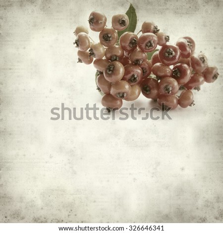 textured old paper background with Pyracantha berries