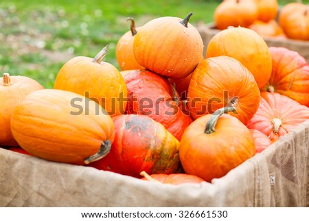 bunch of plump and juicy holiday pumpkins on farm or patch. Orange pumpkins for Jack o'lantern or thanksgiving