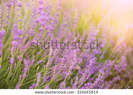 Lavender bushes closeup on sunset. Sunset gleam over purple flowers of lavender. Bushes on the center of picture and sun light on the left. Provence region of france.