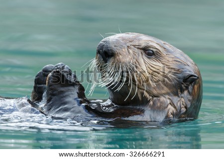 Sea otter close up portrait Royalty-Free Stock Photo #326666291