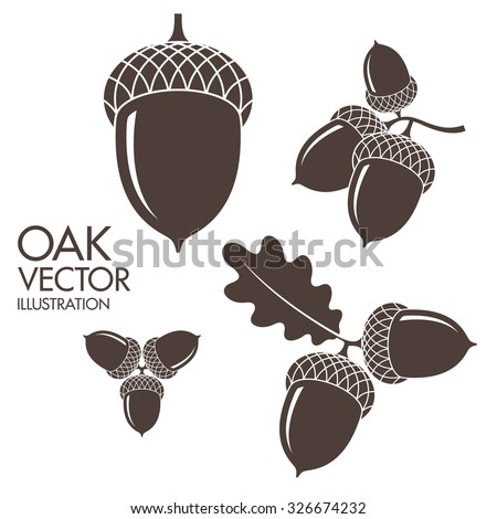 Oak. Isolated acorns on white background. Vector illustration  Royalty-Free Stock Photo #326674232