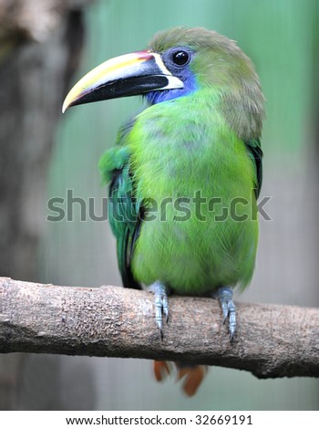 close up full frame of emerald toucanet or toucan or Aulacorhynchus prasinus, tortuguero, costa rica, latin america, vibrant green exotic bird parrot in tropical jungle