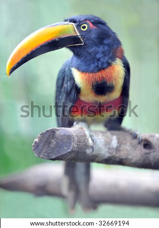 fiery billed aracari, costa rica. similar toucanet or toucan exotic colorful tropical bird central america