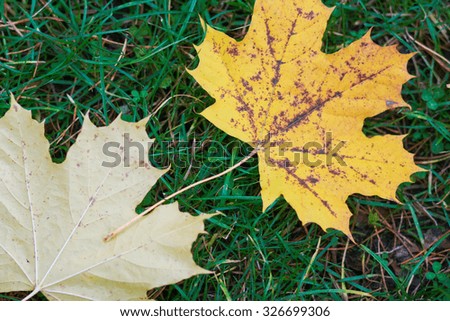 Pale maple leaves on the grass