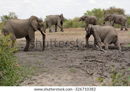 African elephant herd playing in the mud at a waterhole 