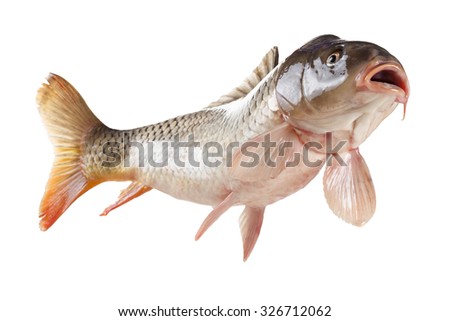Swimming common carp fish with open mouth. Bottom view isolated on white background