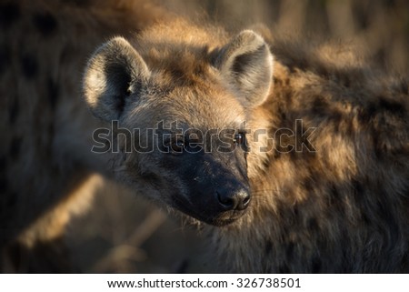 Portrait of a spotted hyena at a giraffe kill in Sabi Sands, South Africa