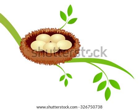 Bird nest on branch with eggs isolated on white background 