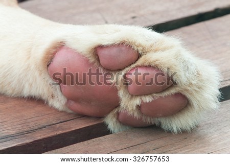 Close up lion feet