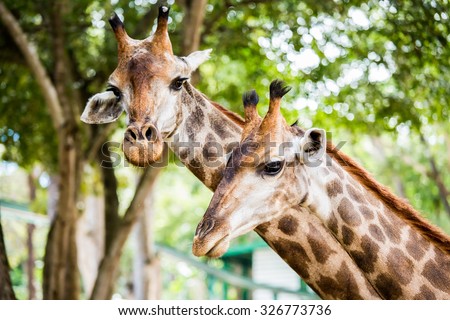 Giraffe in chiangmai zoo Thailand