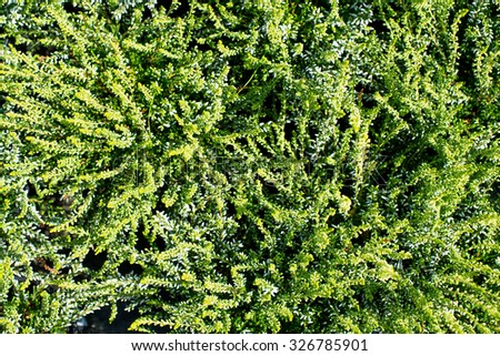 Closeup view of many little thin branches on fresh long evergreen plant in lush beautiful wild field sunny day outdoor on natural background, horizontal picture