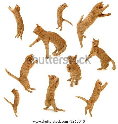 collection of kittens in action. On white background. 3500 x 3500 pixels.