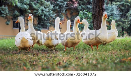 white ducks in nature
