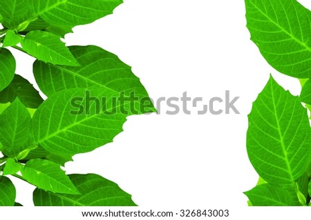 Green leaves and white background in my home